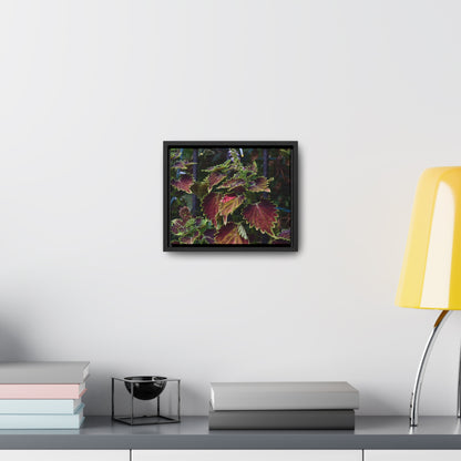 Coleus Framed Canvas Wraps