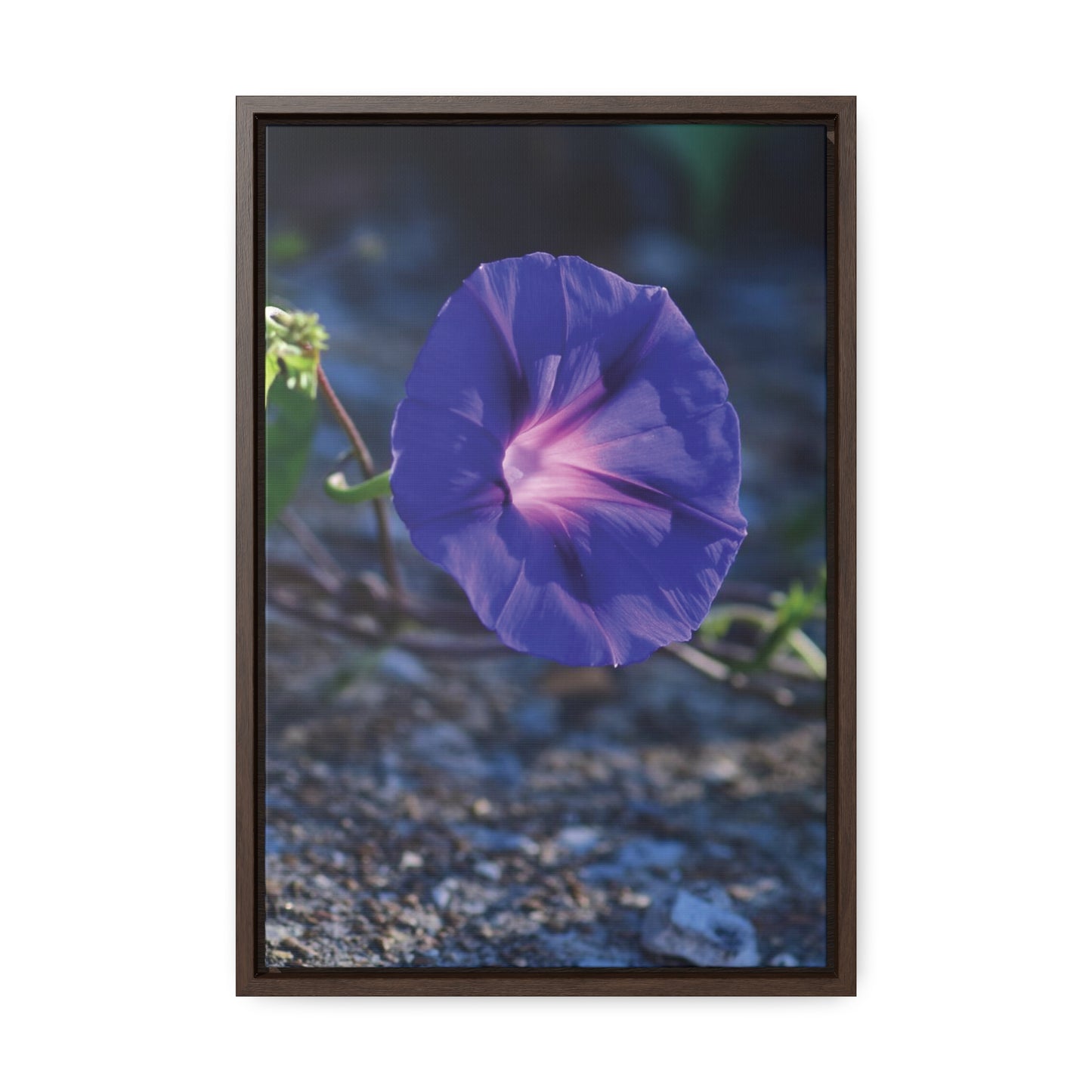 Morning Glory (Genus Ipomoea) Framed Canvas Wrap