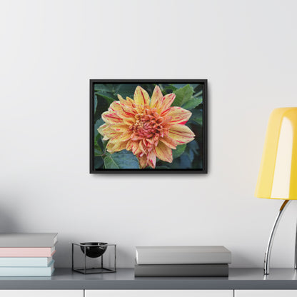 Dahlia (Striped Nagano) Framed Canvas Wraps