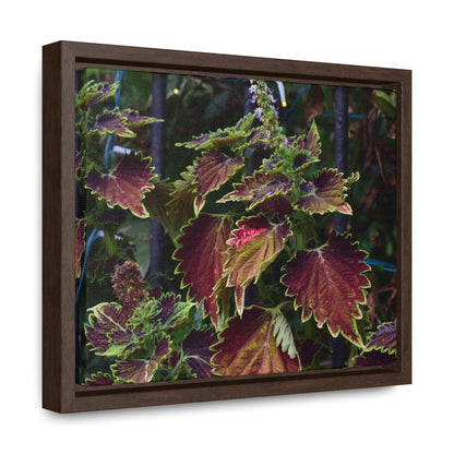 Coleus Framed Canvas Wraps