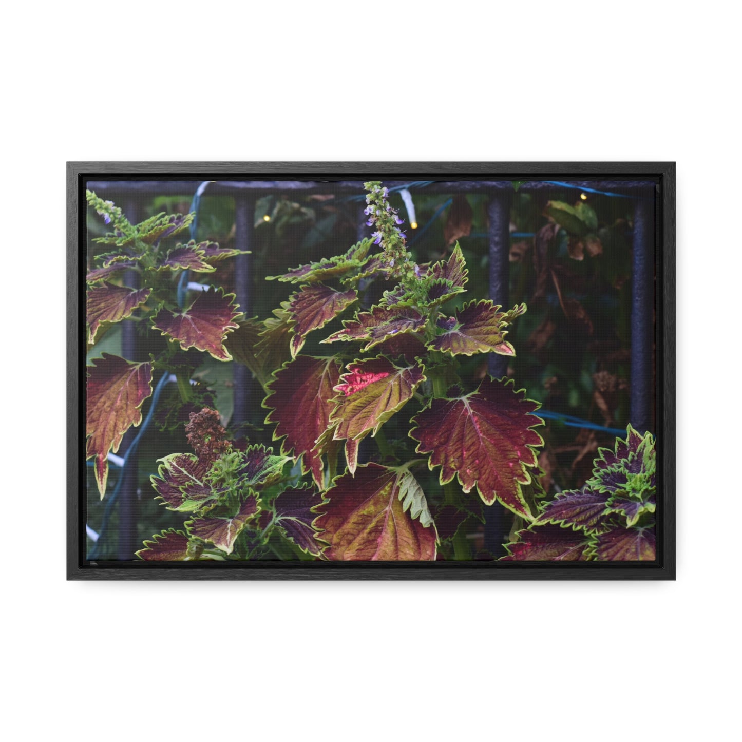 Coleus Framed Canvas Wraps