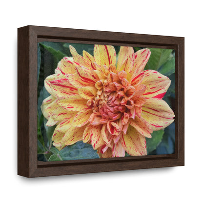 Dahlia (Striped Nagano) Framed Canvas Wraps