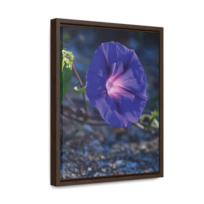 Morning Glory (Genus Ipomoea) Framed Canvas Wrap