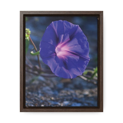 Morning Glory (Genus Ipomoea) Framed Canvas Wrap