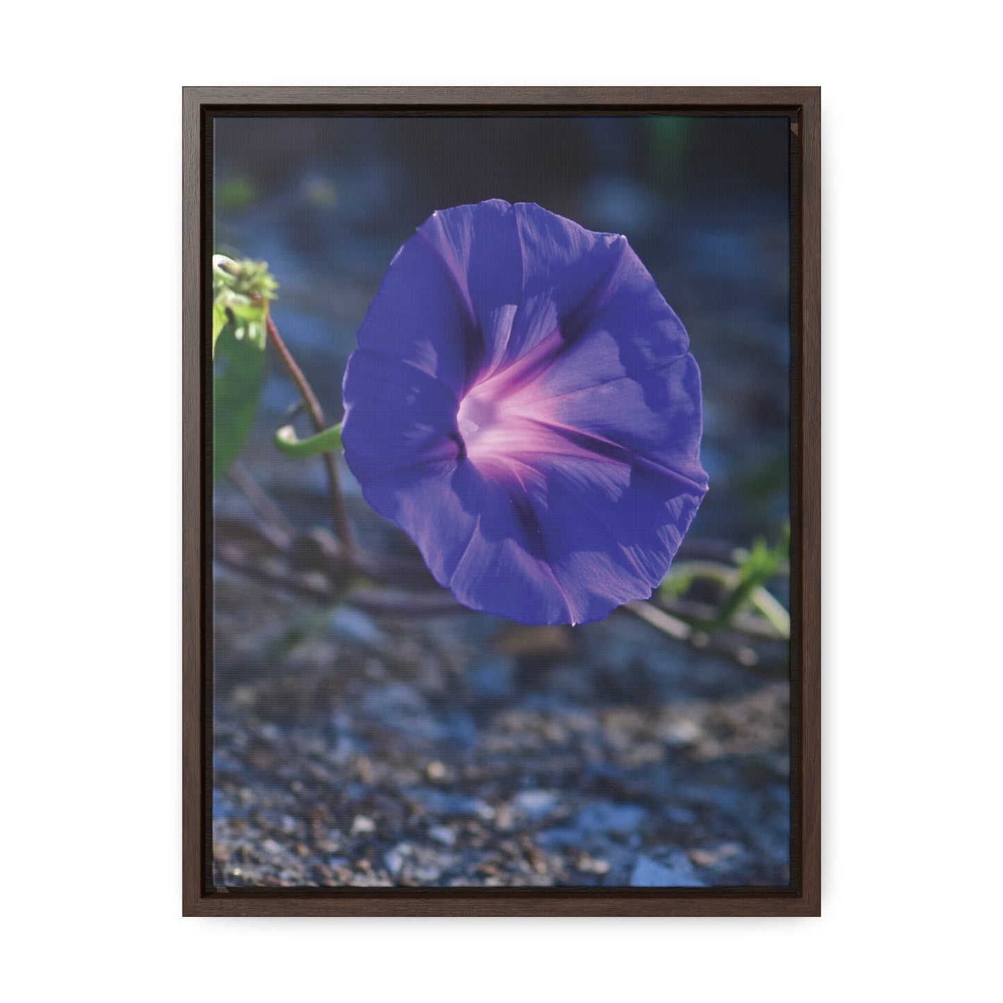 Morning Glory (Genus Ipomoea) Framed Canvas Wrap