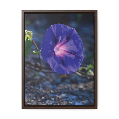 Morning Glory (Genus Ipomoea) Framed Canvas Wrap