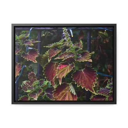 Coleus Framed Canvas Wraps