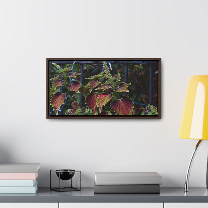 Coleus Framed Canvas Wraps