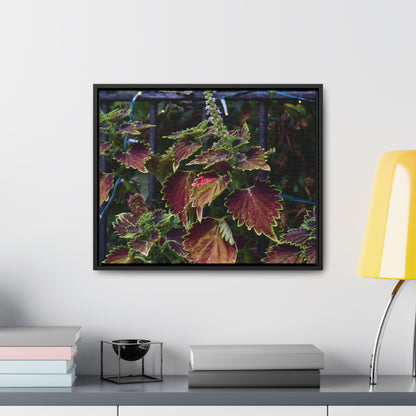 Coleus Framed Canvas Wraps