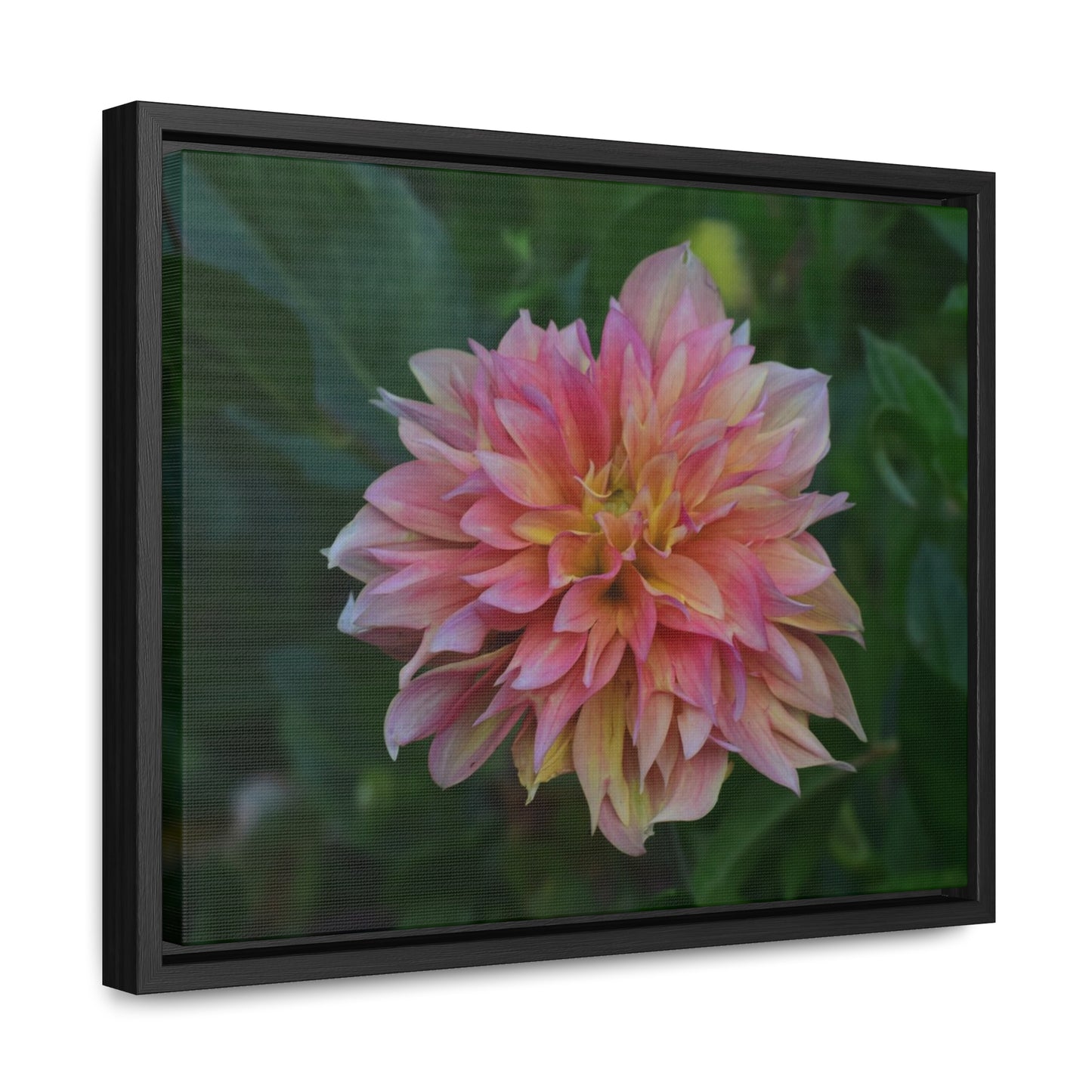 Evanah Dahlia Framed Canvas Wraps