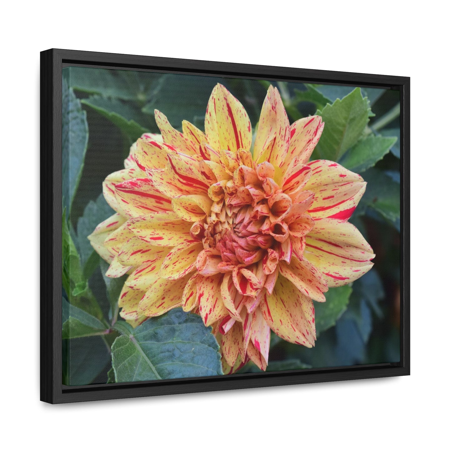 Dahlia (Striped Nagano) Framed Canvas Wraps