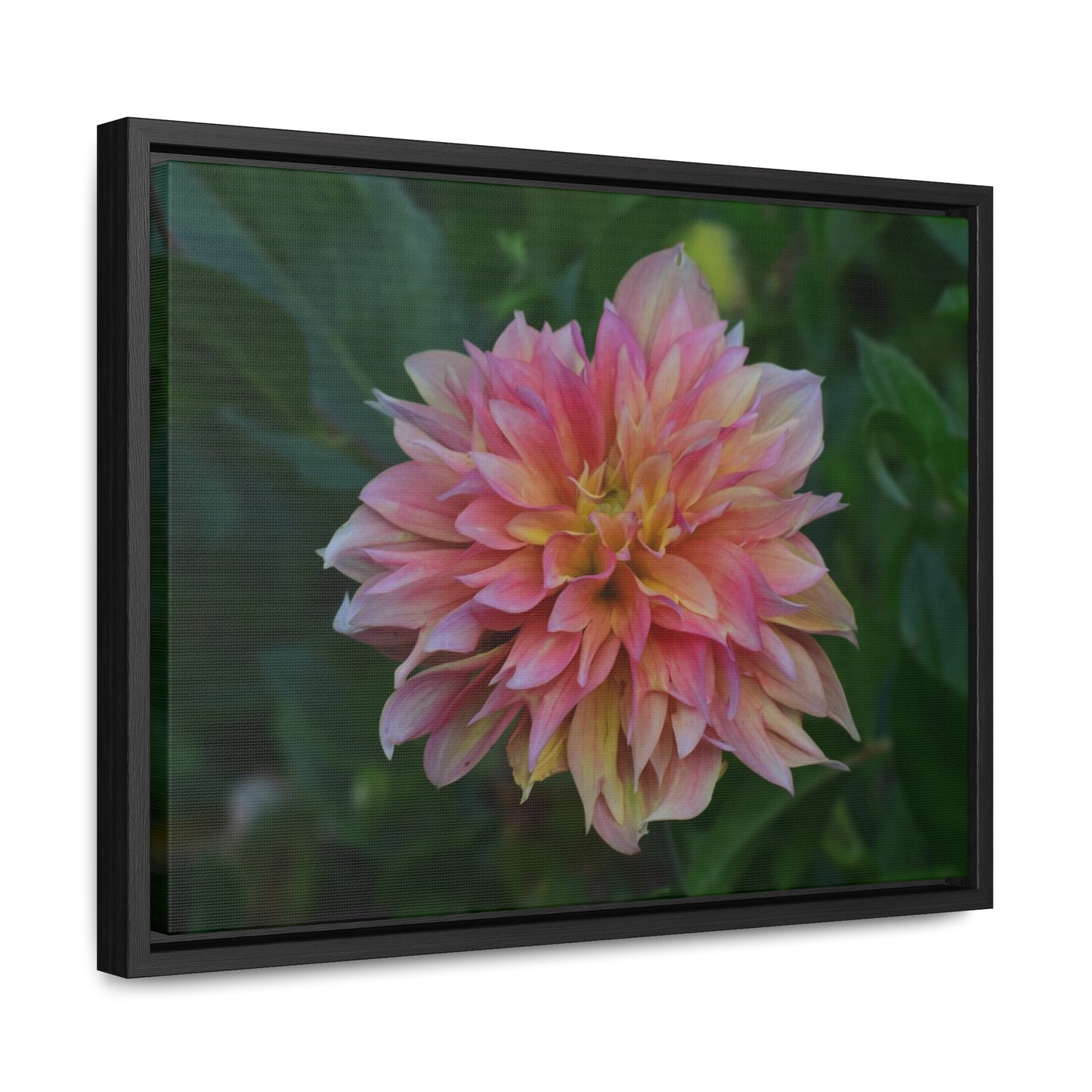 Evanah Dahlia Framed Canvas Wraps