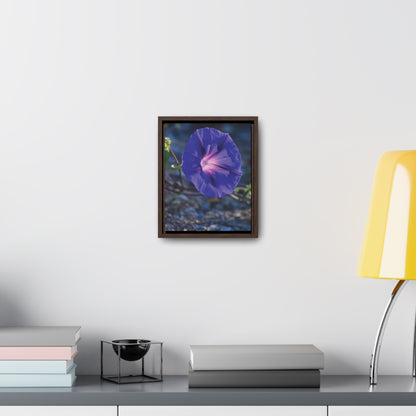 Morning Glory (Genus Ipomoea) Framed Canvas Wrap