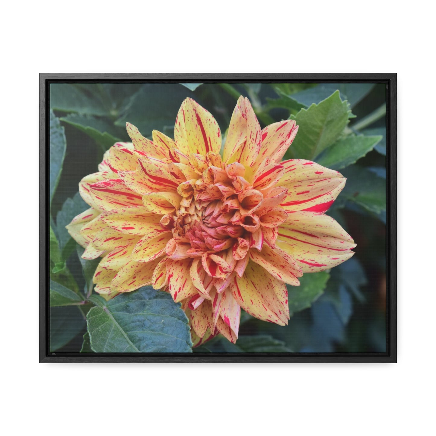 Dahlia (Striped Nagano) Framed Canvas Wraps