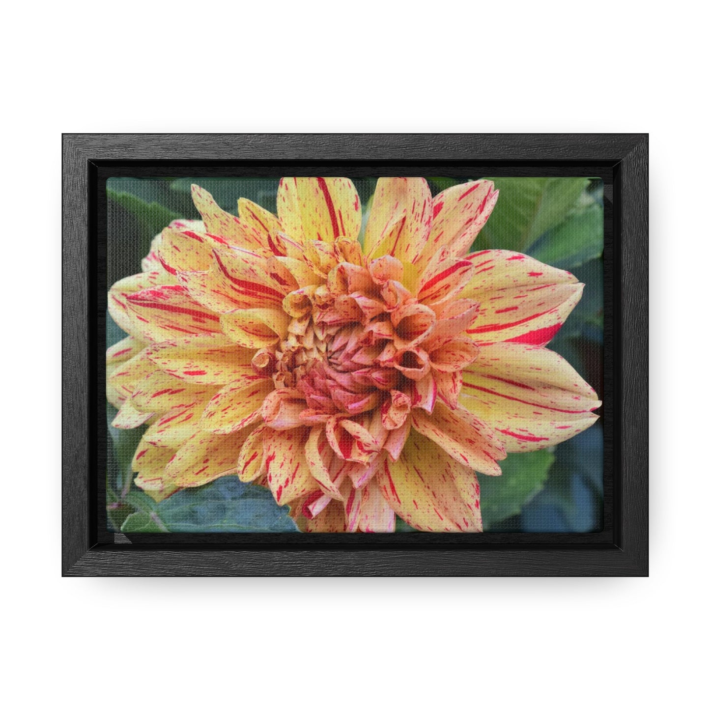 Dahlia (Striped Nagano) Framed Canvas Wraps