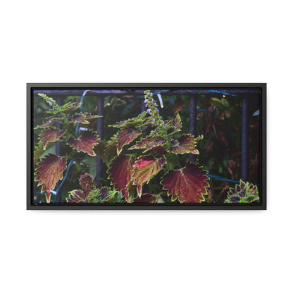 Coleus Framed Canvas Wraps