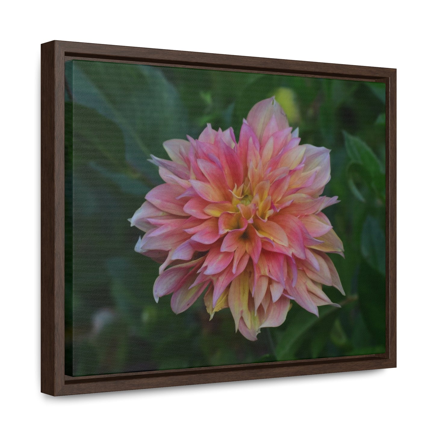 Evanah Dahlia Framed Canvas Wraps