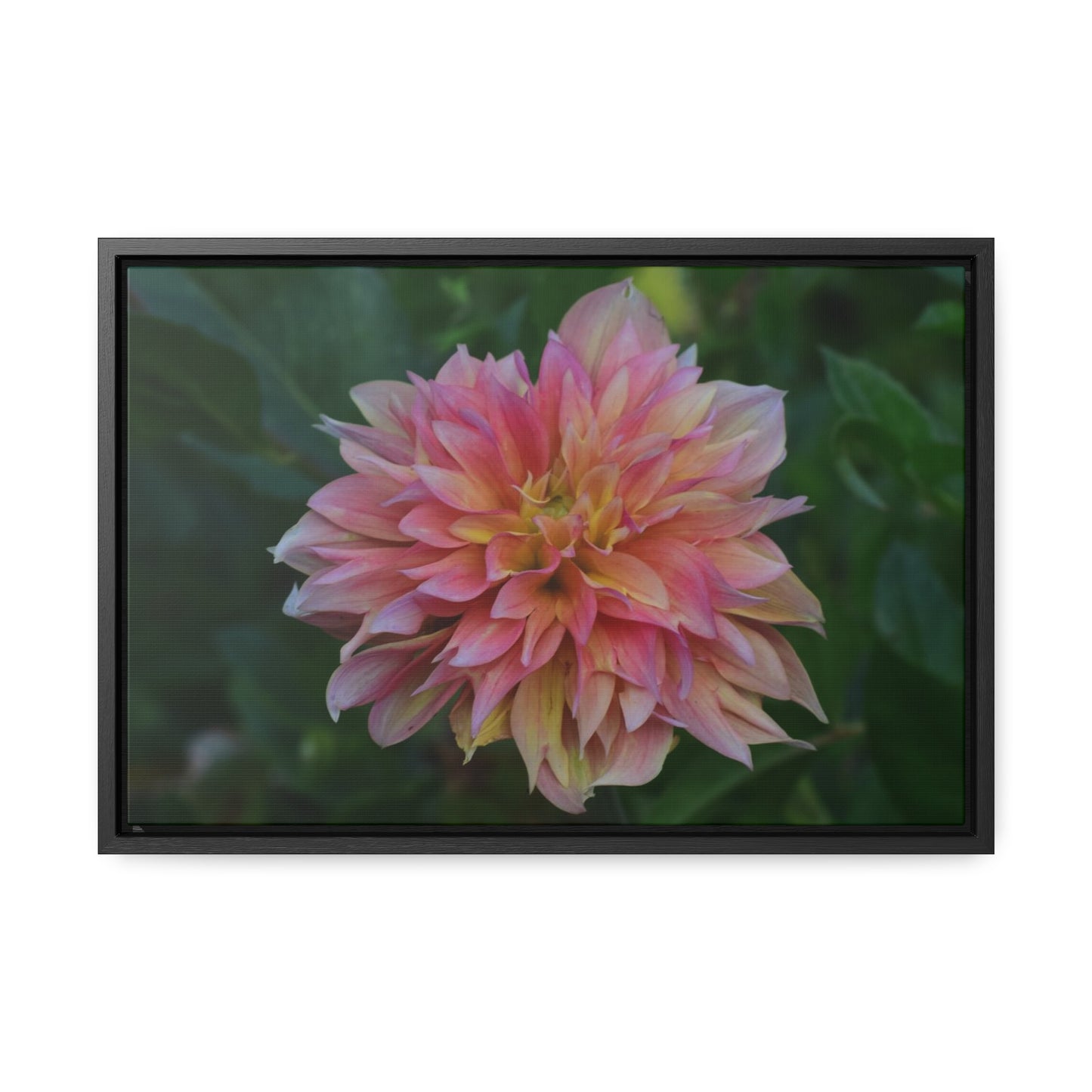 Evanah Dahlia Framed Canvas Wraps