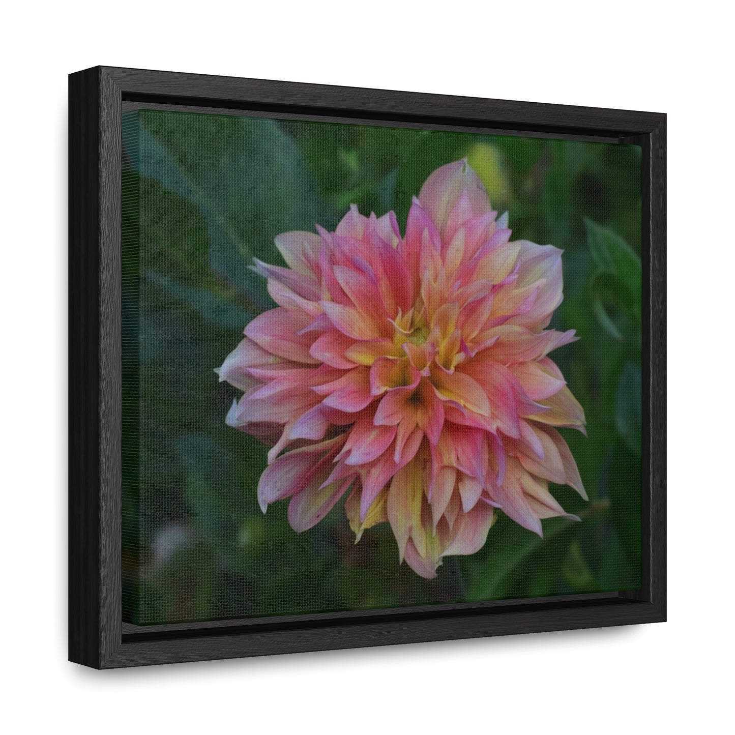 Evanah Dahlia Framed Canvas Wraps