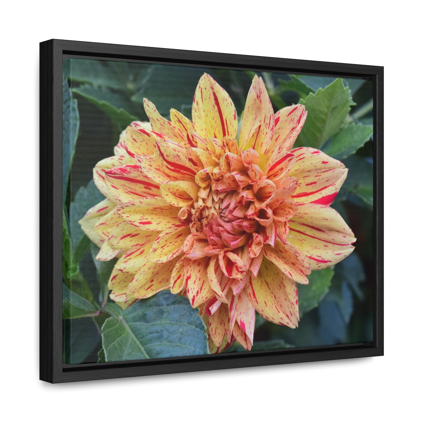 Dahlia (Striped Nagano) Framed Canvas Wraps