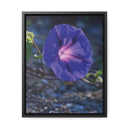 Morning Glory (Genus Ipomoea) Framed Canvas Wrap