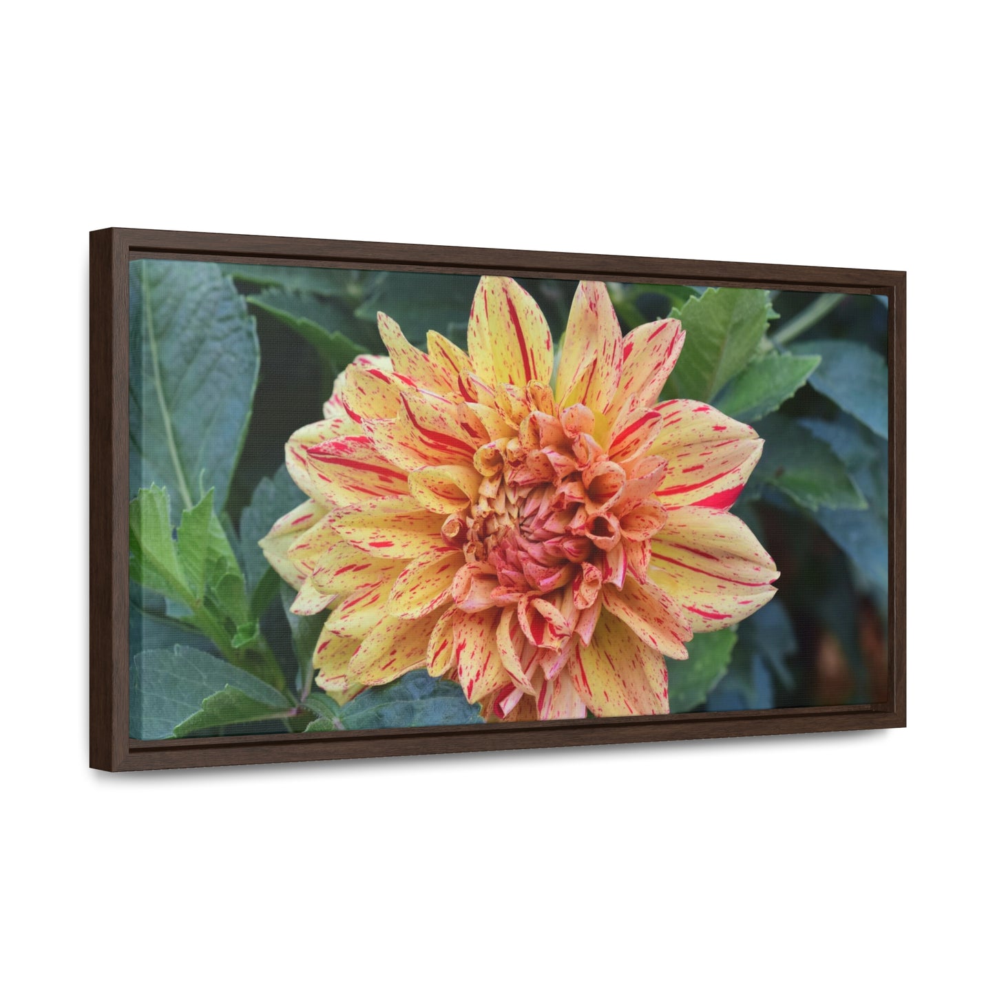 Dahlia (Striped Nagano) Framed Canvas Wraps