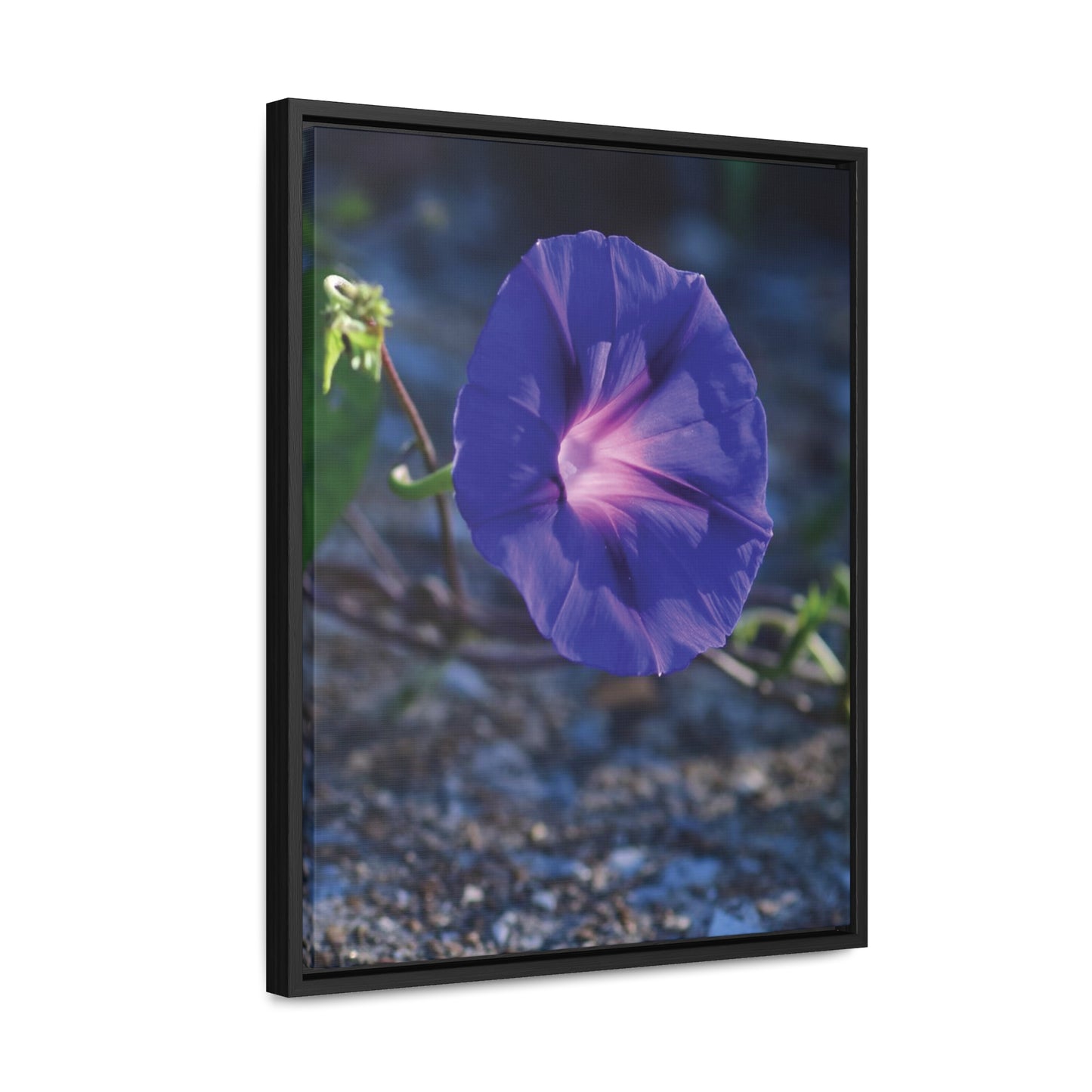 Morning Glory (Genus Ipomoea) Framed Canvas Wrap