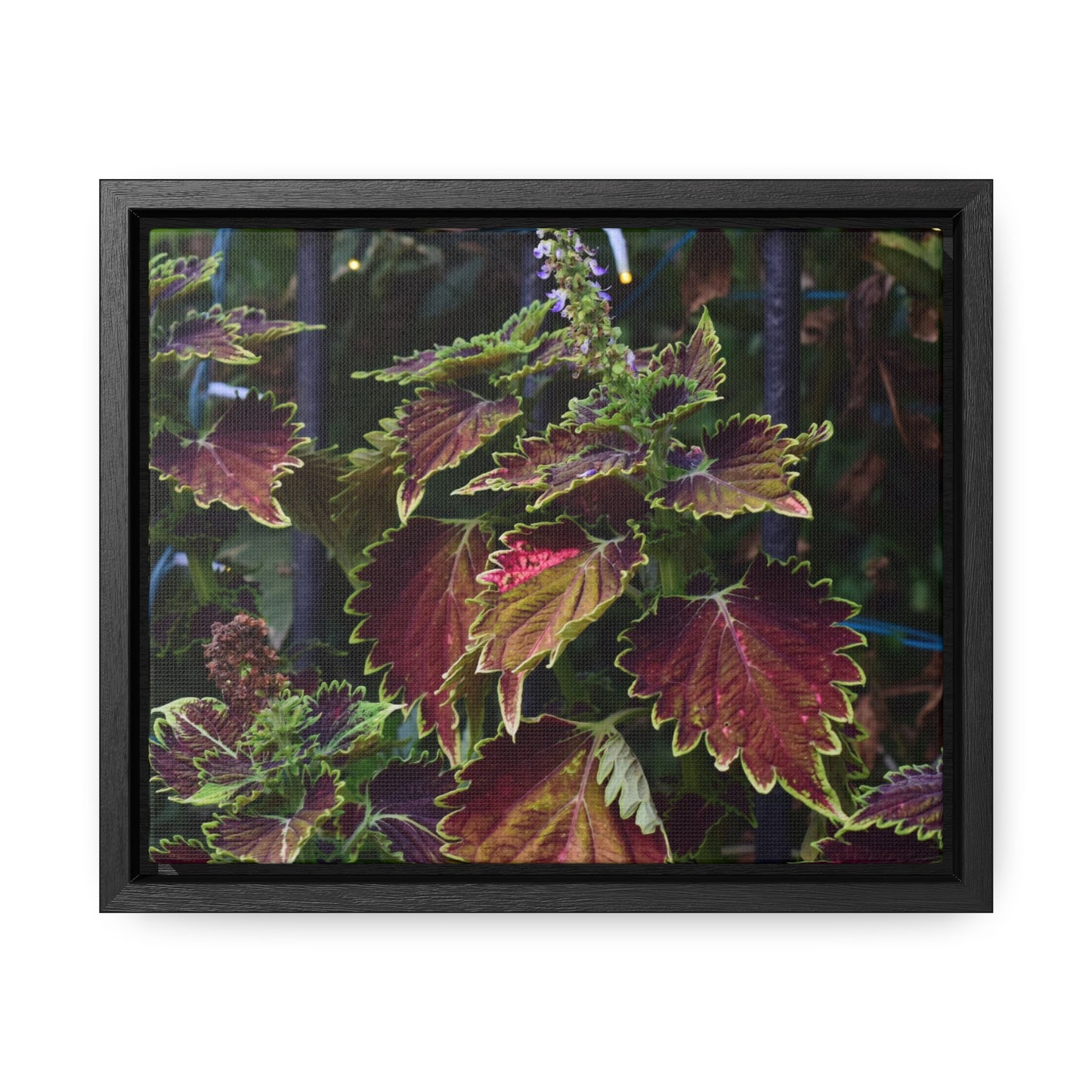 Coleus Framed Canvas Wraps