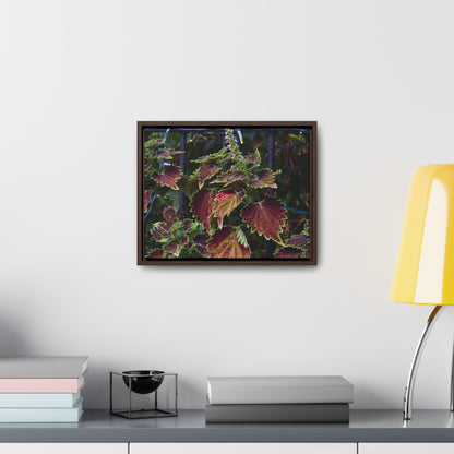 Coleus Framed Canvas Wraps