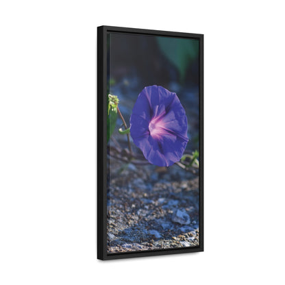 Morning Glory (Genus Ipomoea) Framed Canvas Wrap