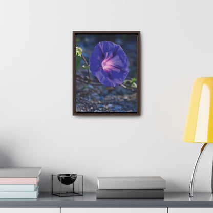 Morning Glory (Genus Ipomoea) Framed Canvas Wrap