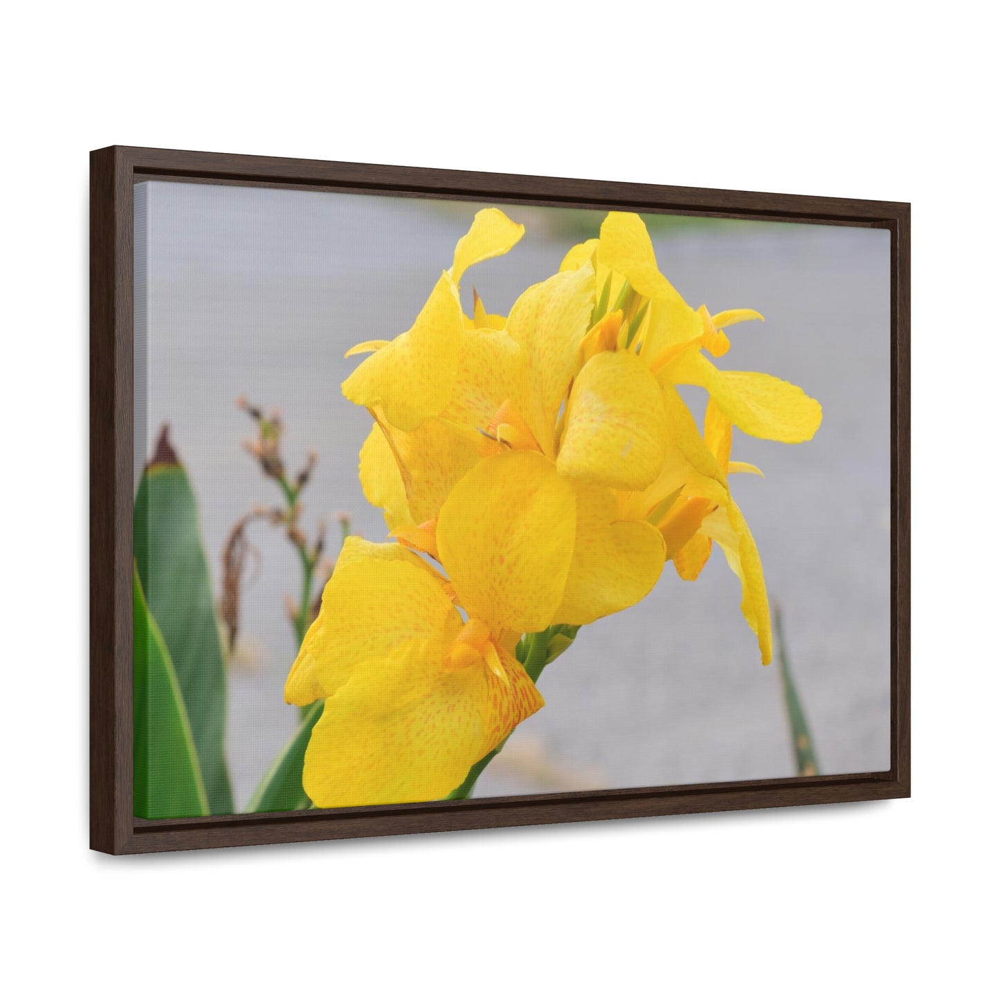 Cannova Lily Framed Canvas Wraps