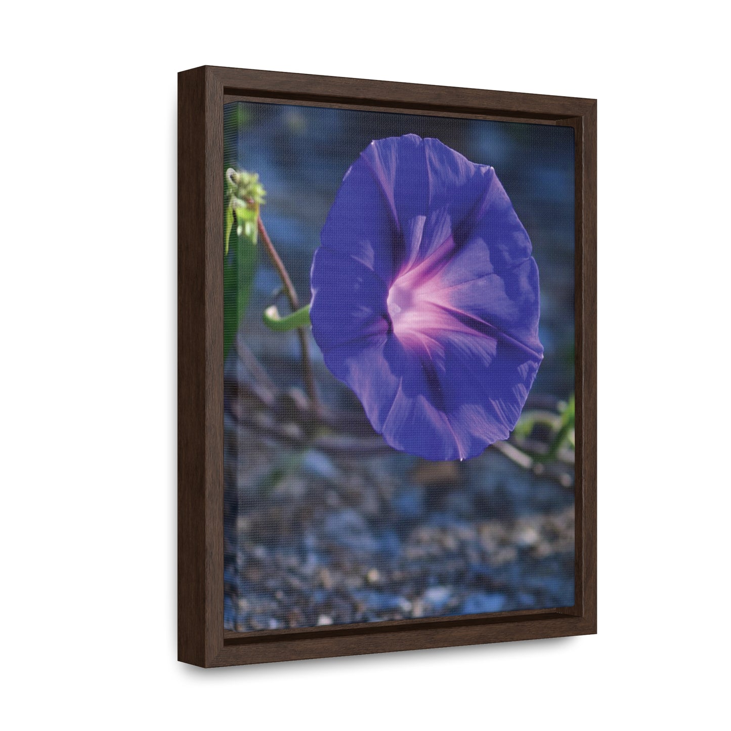 Morning Glory (Genus Ipomoea) Framed Canvas Wrap