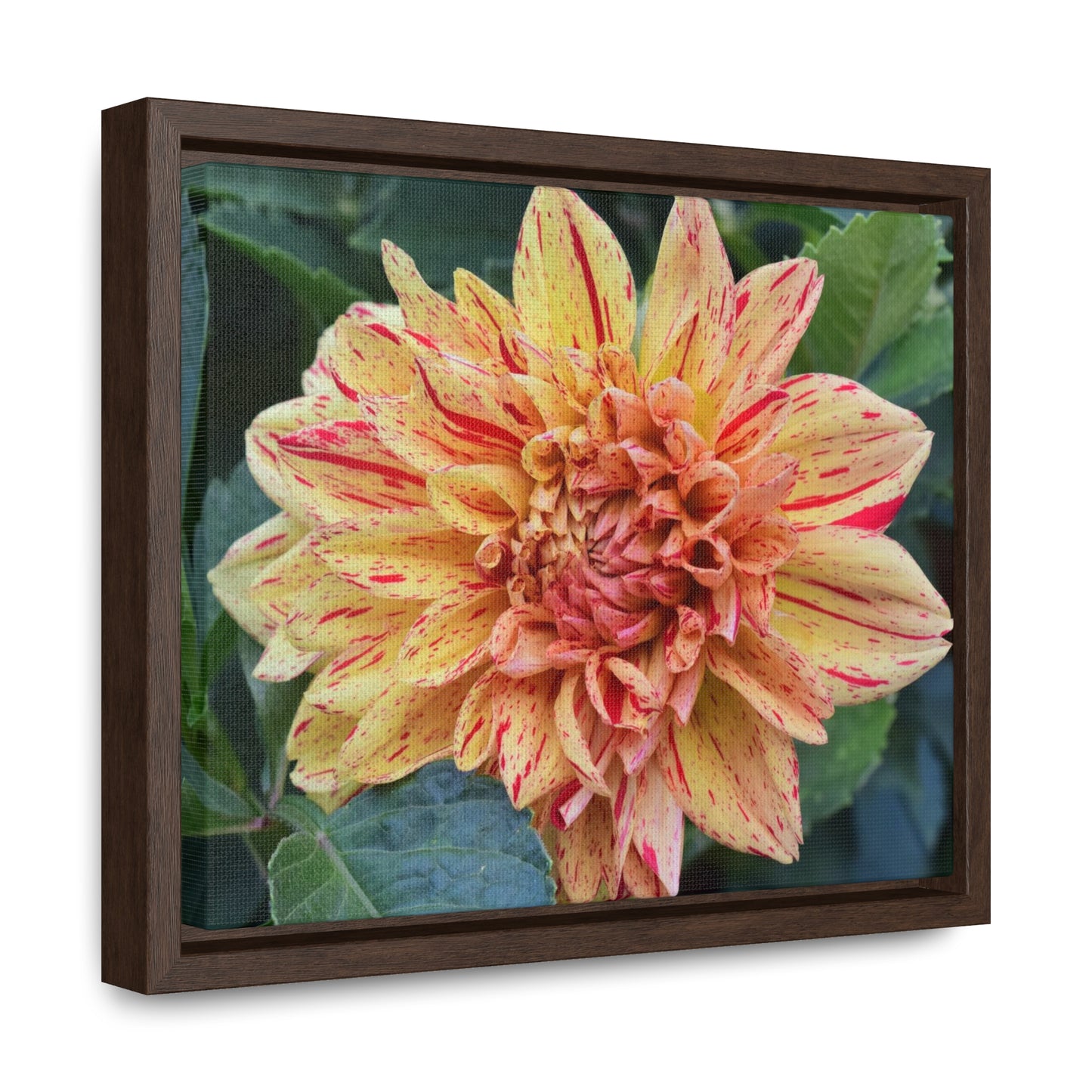 Dahlia (Striped Nagano) Framed Canvas Wraps