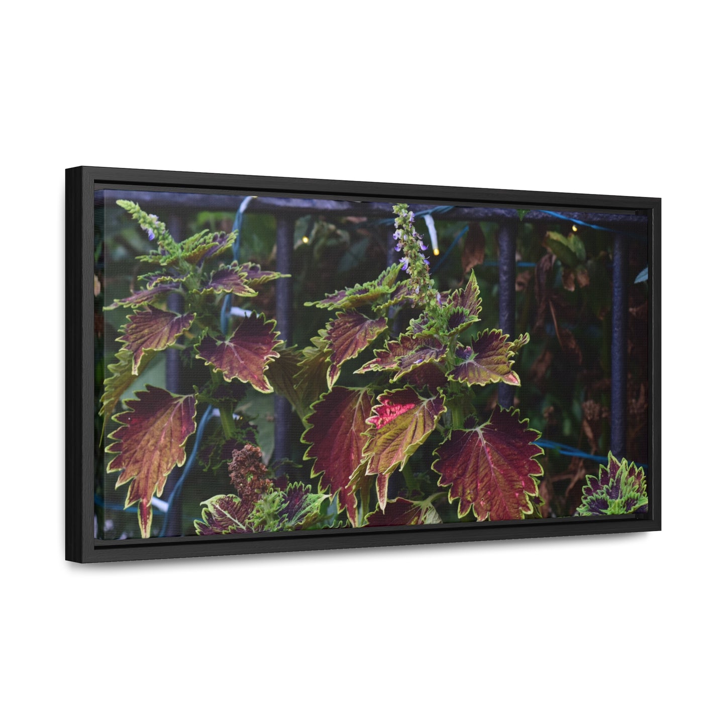 Coleus Framed Canvas Wraps