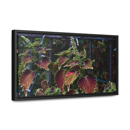 Coleus Framed Canvas Wraps