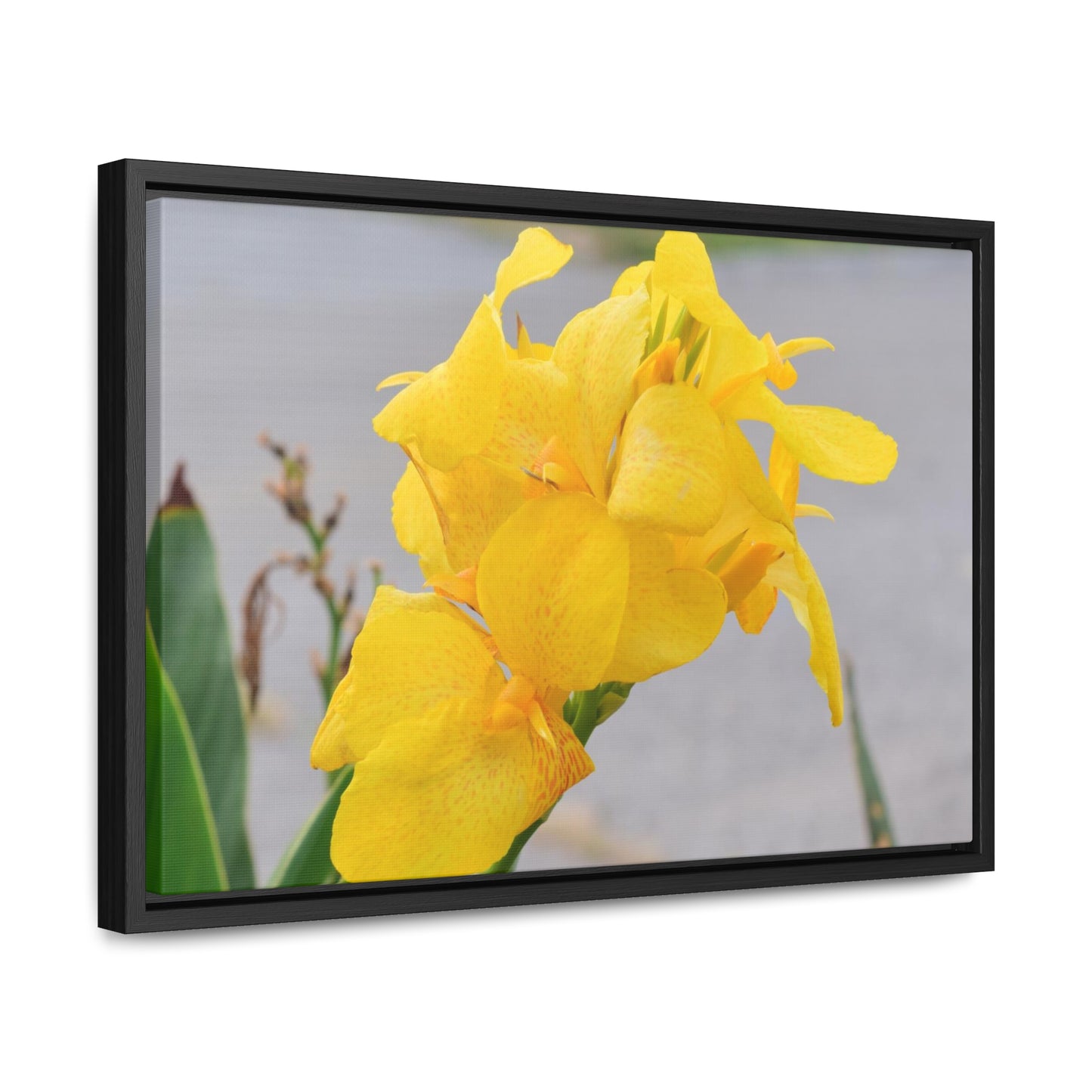 Cannova Lily Framed Canvas Wraps