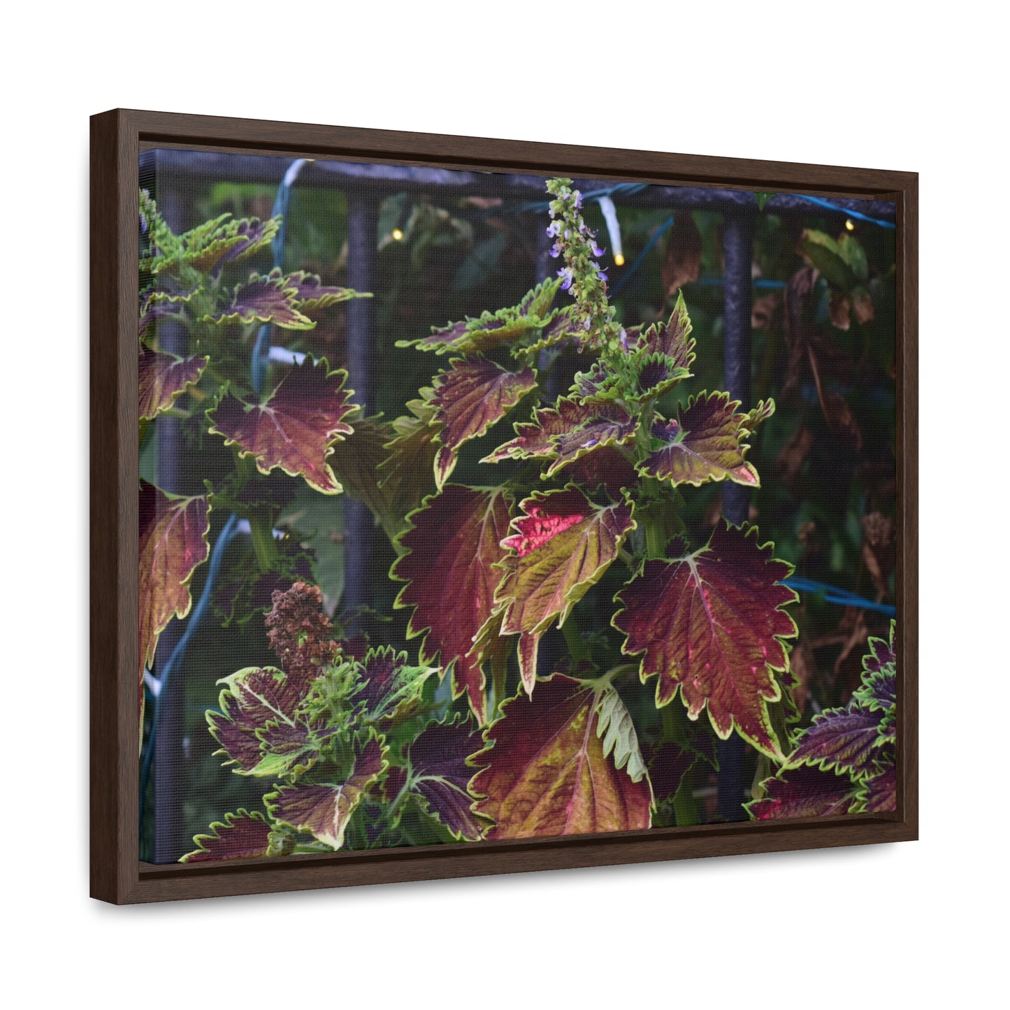 Coleus Framed Canvas Wraps